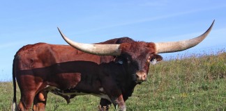 Champion bull