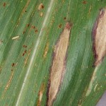 Smartphones enlisted to battle crop disease Northern leaf blight in corn