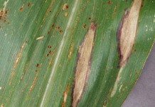 Smartphones enlisted to battle crop disease Northern leaf blight in corn