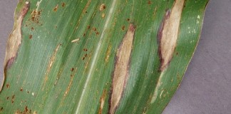 Smartphones enlisted to battle crop disease Northern leaf blight in corn