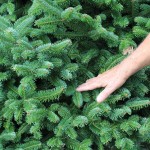 Pine tree hand show 1