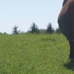 Bovine genetics companies to merge beef cattle on pasture