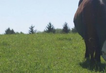 There is no free trade or free lunch beef cattle on pasture