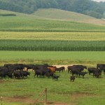 Implementing teff grass into your forage system beef cattle on pasture