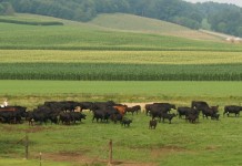 Implementing teff grass into your forage system beef cattle on pasture