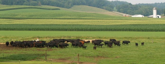 beef cattle on pasture