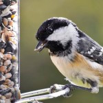 Feeding birds and apartment living bird feeder