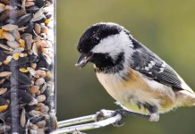 Watching birds provides snapshot of populations bird feeder