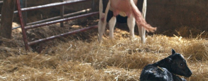 calf just born