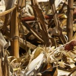 Corn residue an option for supplemental feed corn stubble