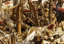 Corn residue an option for supplemental feed corn stubble