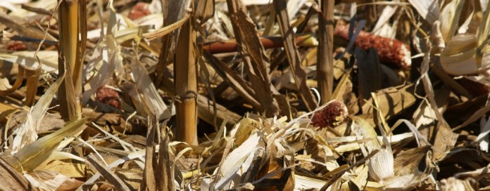 Corn stubble corn stubble