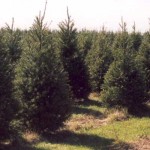 Operation Evergreen sends Ohio-grown Christmas trees to deployed soldiers evergreen trees