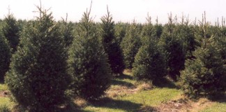 Operation Evergreen sends Ohio-grown Christmas trees to deployed soldiers evergreen trees
