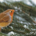 Life slows down in winter, but not for long female robin