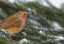 Life slows down in winter, but not for long female robin