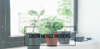 How to grow herbs indoors herbs growing on windowsill