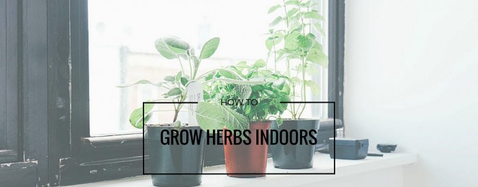 herbs growing on windowsill