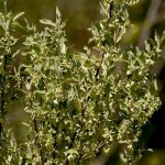 Space invaders are everywhere: What to do about invasive species Autumn-olive invasive species