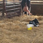 dairy calf just born