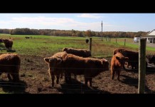 That one day … A bull shattered a farmer’s life