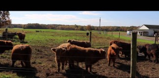 That one day … A bull shattered a farmer’s life