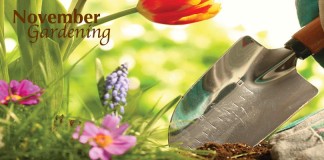November’s gardening to-do list flowers and garden trowel