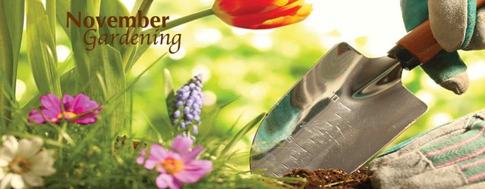 November gardening flowers and garden trowel