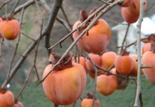Let persimmon pucker you up this fall persimmons in tree