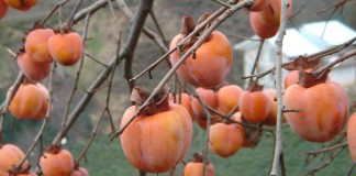 persimmons in tree