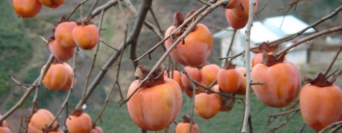 persimmons in tree