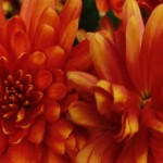 How to overwinter perennial flowers rust colored mums