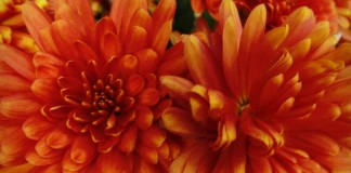How to overwinter perennial flowers rust colored mums