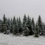 Deck the halls: Christmas tree buying guide snowy spruce trees