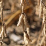OSU soybean crop trials reveal higher than expected yields Soybean field