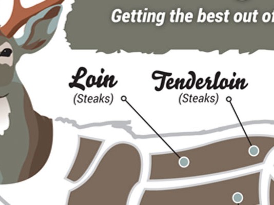 Venison cuts and uses (Infographic) venison graphic