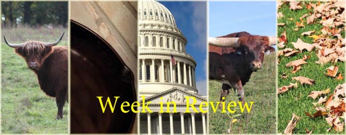Week in Review 11/7 Collage of this week's top stories