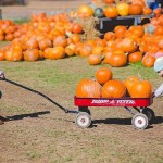 Agritourism opportunities on the rise in Ohio Nickajack Farms pumpkin patch