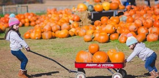 Nickajack Farms pumpkin patch