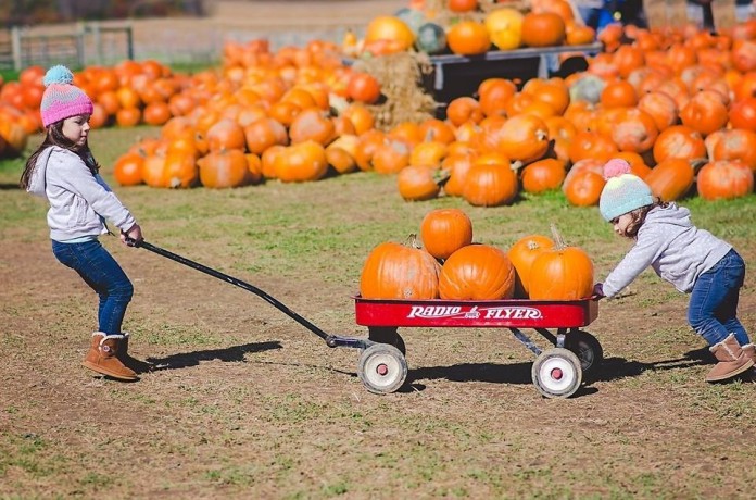 12.24 agritourism pumpkins Nickajack Farms pumpkin patch