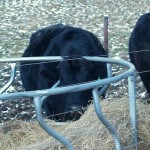 Feeding livestock and managing forage waste
