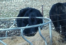 Feeding livestock and managing forage waste