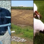 5 stories farmers read this week: Jan. 2, 2016 5 stories collage for Jan. 2, 2016