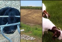 5 stories farmers read this week: Jan. 2, 2016 5 stories collage for Jan. 2, 2016