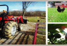 Part I: Making effective New Year’s resolutions for the farm Dickie Bird Farm collage