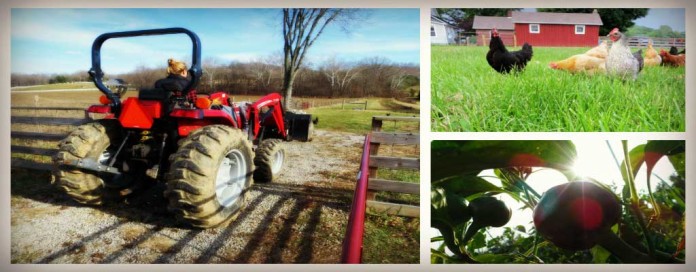 Dickie Bird Farm collage