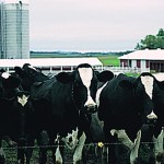 DHIA offers scholarships Holstein dairy cows