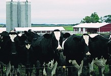 Holstein USA has record year Holstein dairy cows