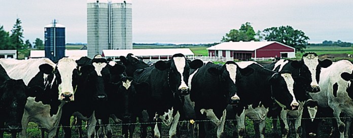 Holstein dairy cows Holstein dairy cows