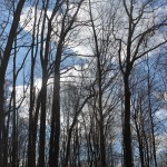 Beckets Run Woodlands4